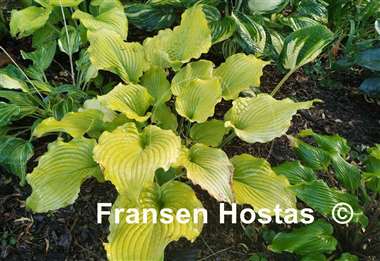 Hosta Frilly Fantasy